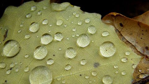 Foto: Rittersporn, piqs.de blatt1a-web_51502_by-rittersporn_piqs_de.jpg